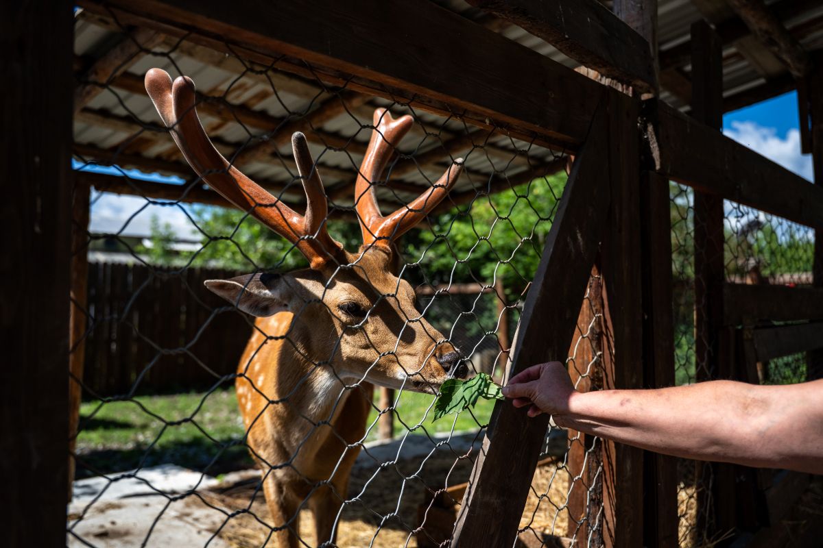 Как безопасно изолировать животных: в России впервые появились стандарты карантина для зоопарков и цирков