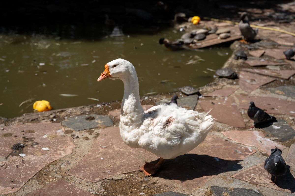 Первая вспышка болезни Ньюкасла произошла в Литве