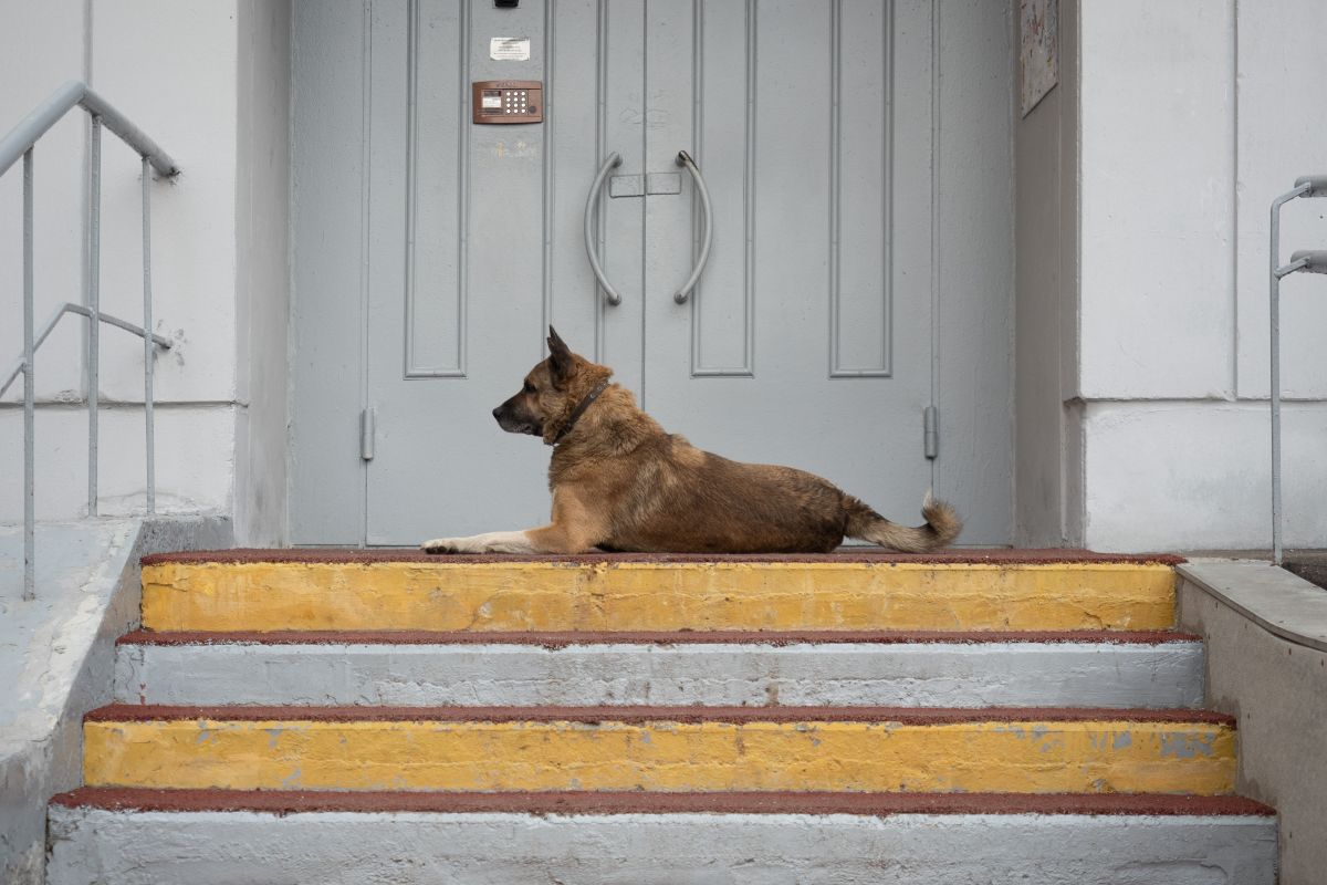 Почему собака ложится на живот при встрече с другой