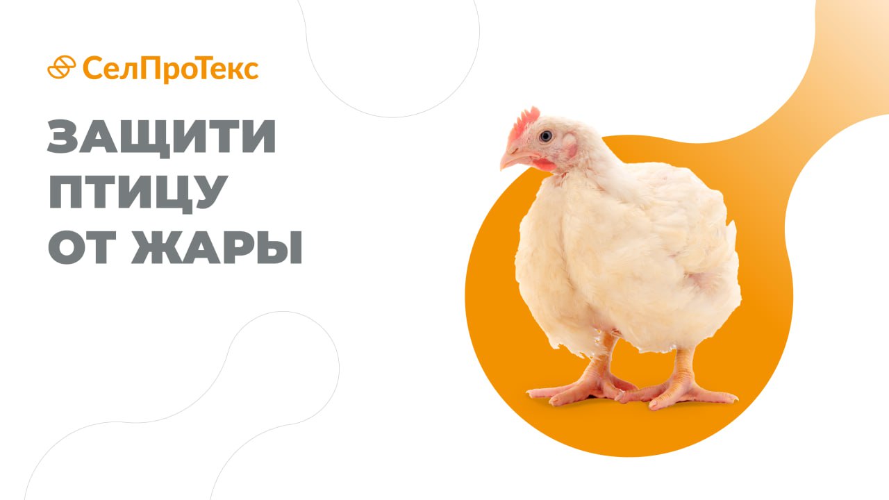 Тепловой стресс у бройлеров: повреждение легких, роль микробиоты и современные технологии защиты 