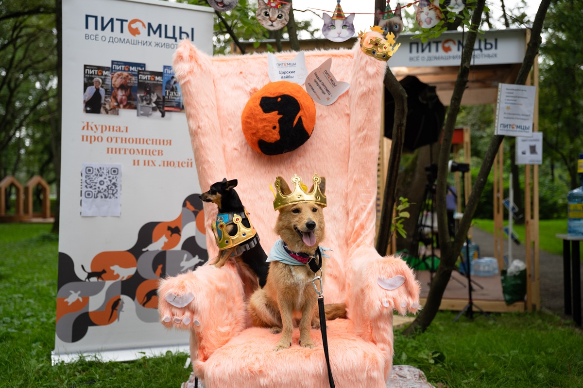 «Пушистый трон» стал одной из самых популярных фотозон на фестивале «Четыре лапы фест»
