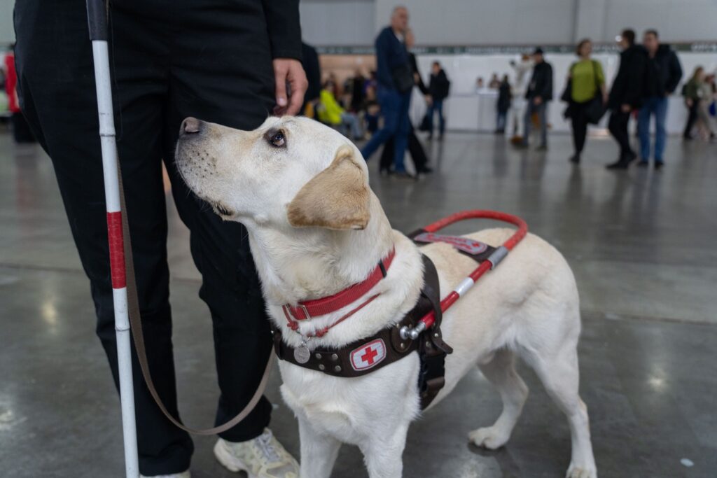 Компенсации на содержание собак-проводников защитили от списания долгов