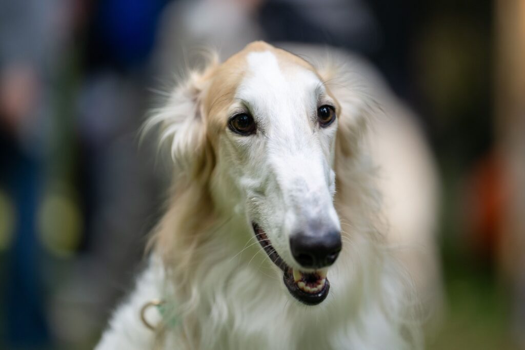 Питомники в Монголии столкнулись с риском инбридинга русских борзых