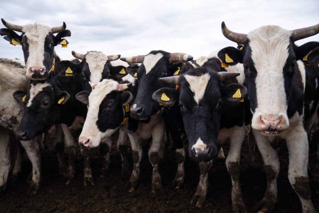 ВНИИЗЖ создаст тесты для раннего выявления инфекций у коров