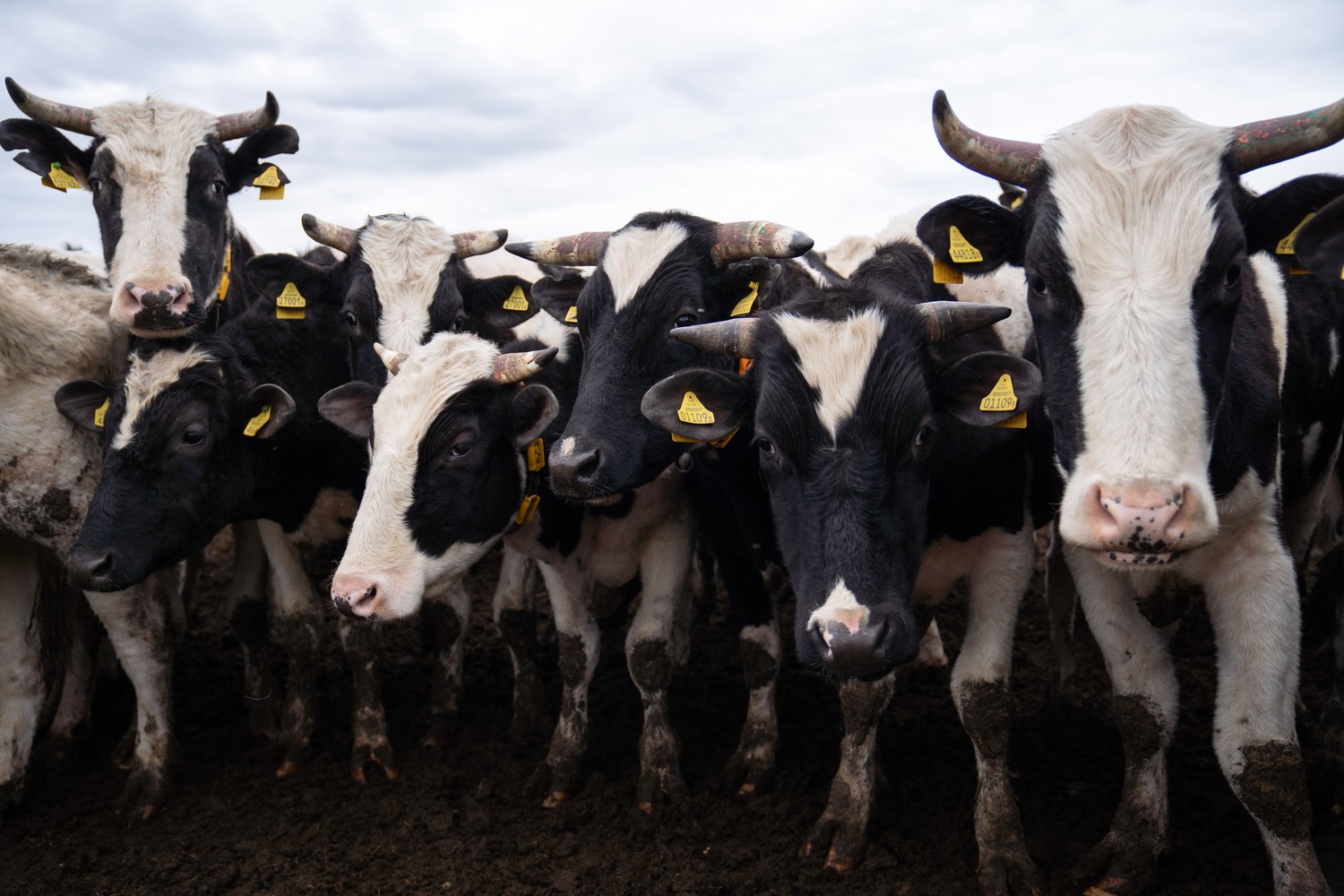 ВНИИЗЖ создаст тесты для раннего выявления инфекций у коров