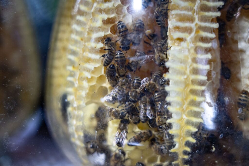 В России не зарегистрировали ни одного случая гибели пчел в 2025 году