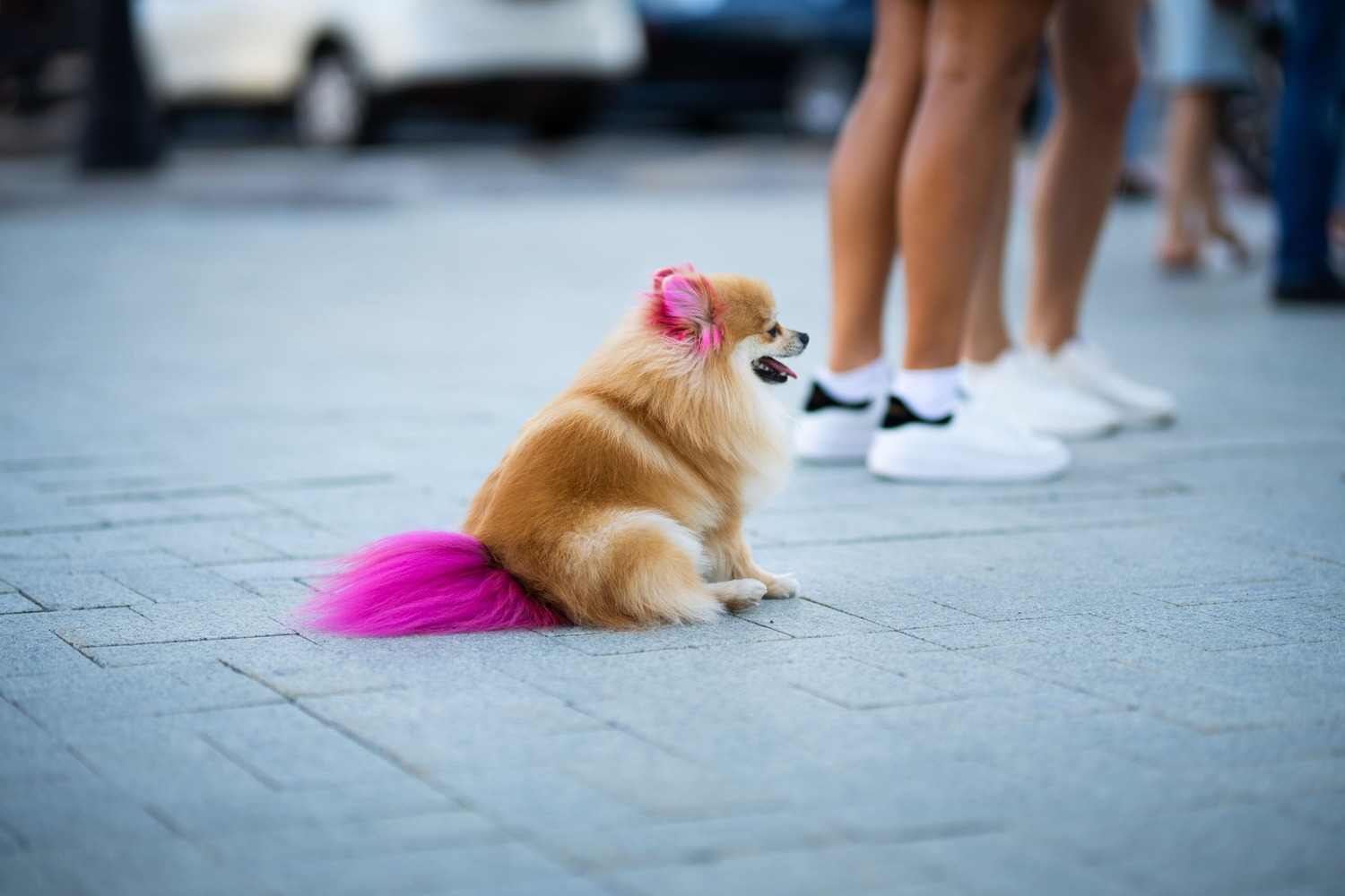 Собака — не пасхальное яичко: эксперты обсудили границы креатива в груминге