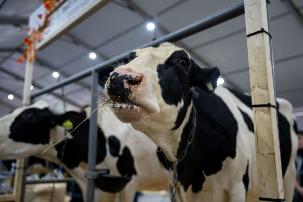 Эксперт предложила изменить схему вакцинации скота против бруцеллеза