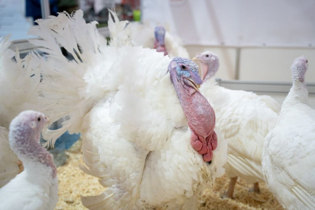 Бельгия сообщила о вспышке гриппа птиц на индюшиной ферме