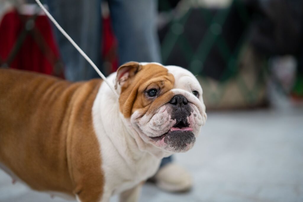 Как ухаживать за складками на морде мопсов и бульдогов