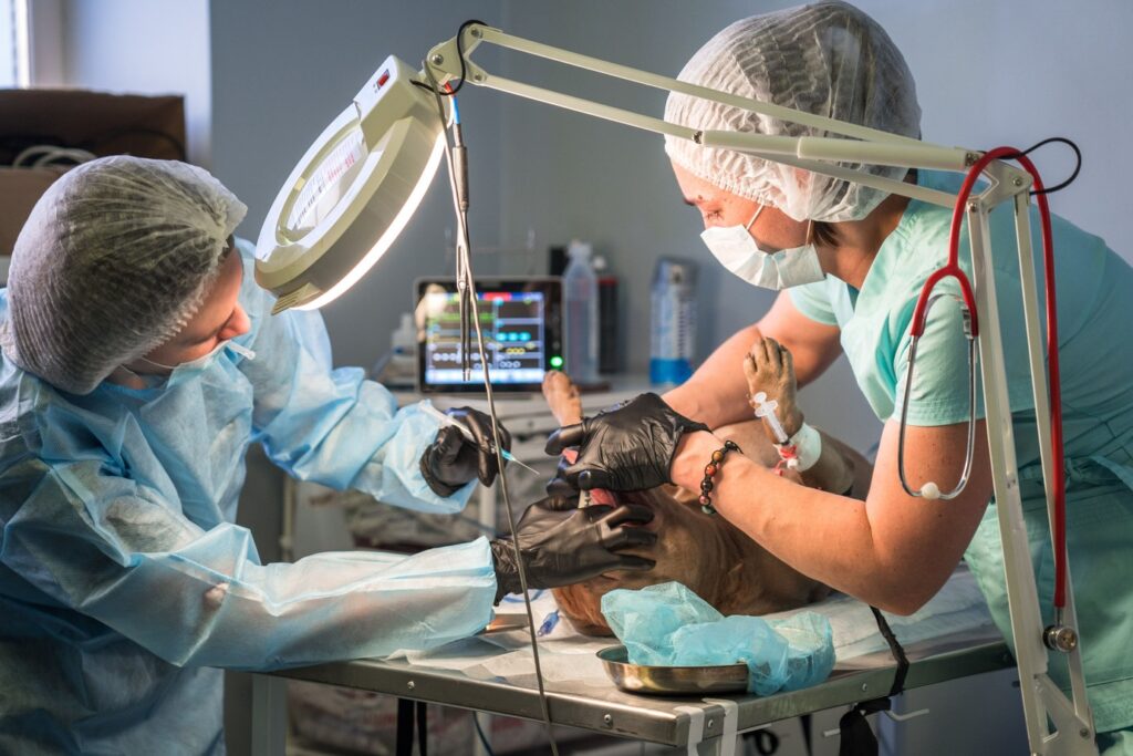 Музыка помогает кошкам и собакам пережить операцию: как ввести ее в ветпрактику 