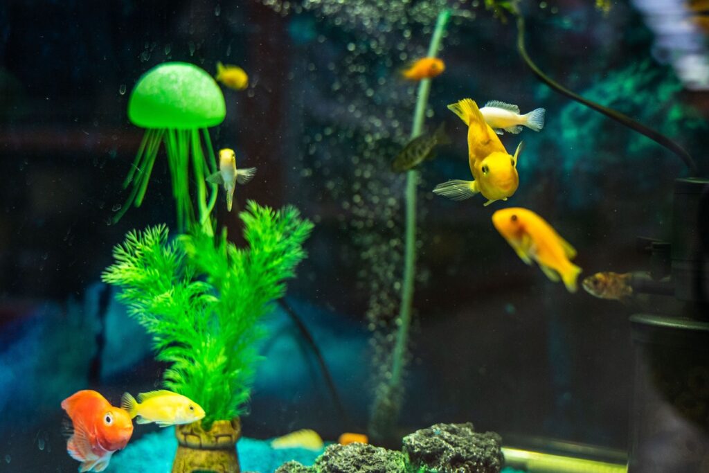 Топ-7 популярных аквариумных рыбок, за которыми хочется наблюдать