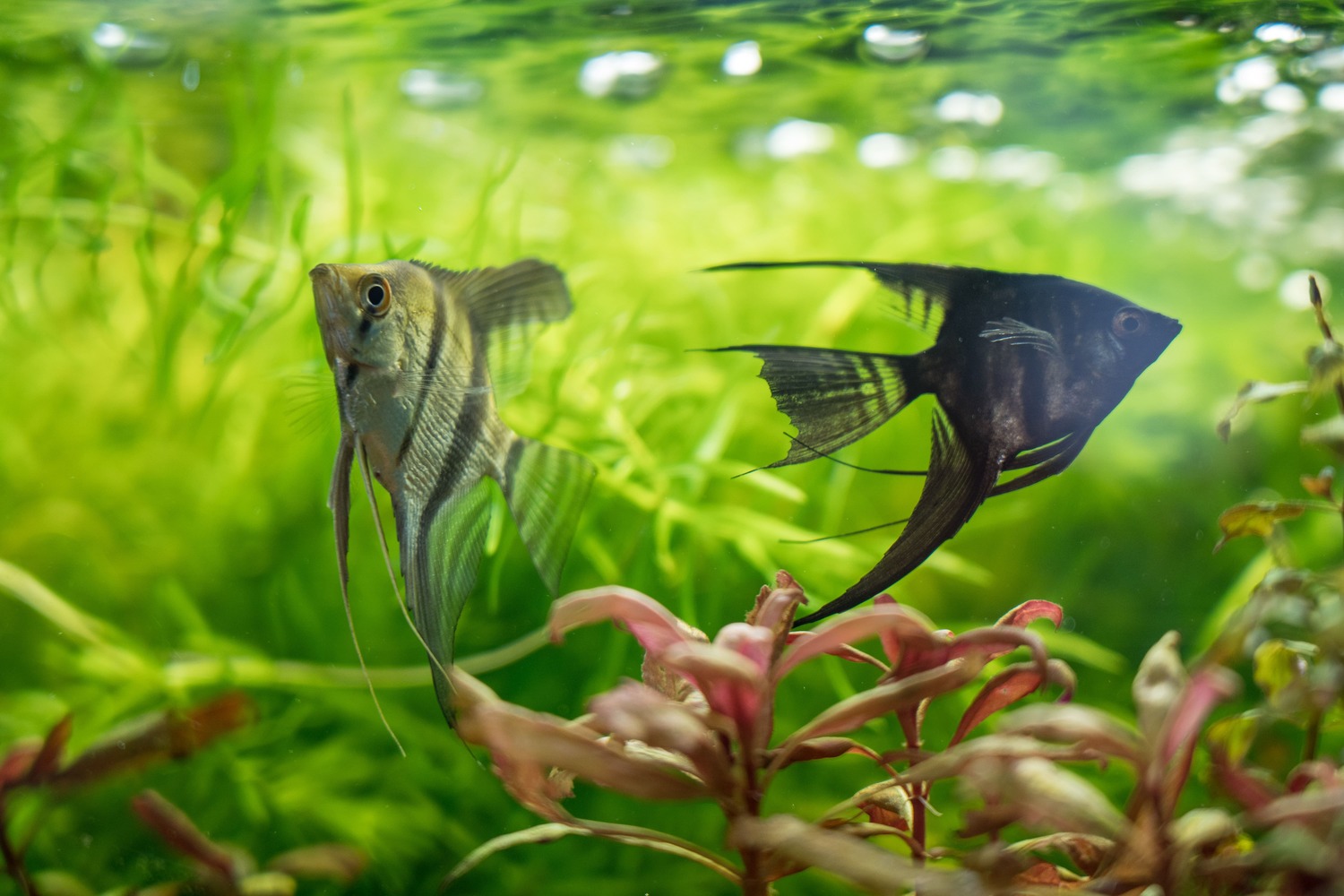 Самые неприхотливые домашние животные для занятых людей и жизни в квартире