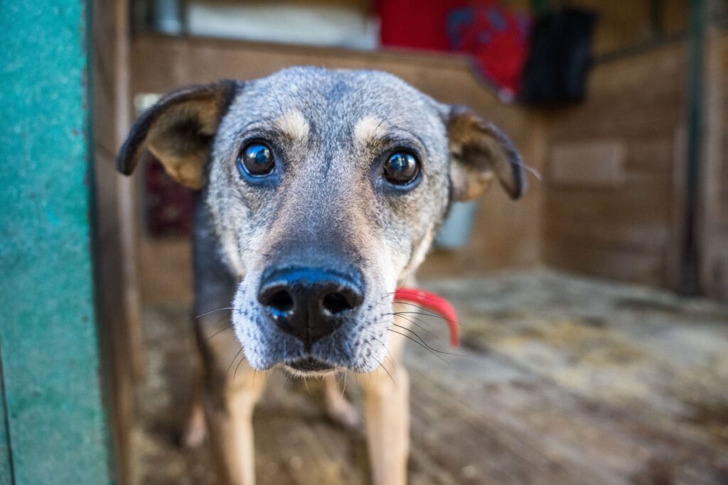 От самовыгулов до отказов: как люди создают армию бездомных животных