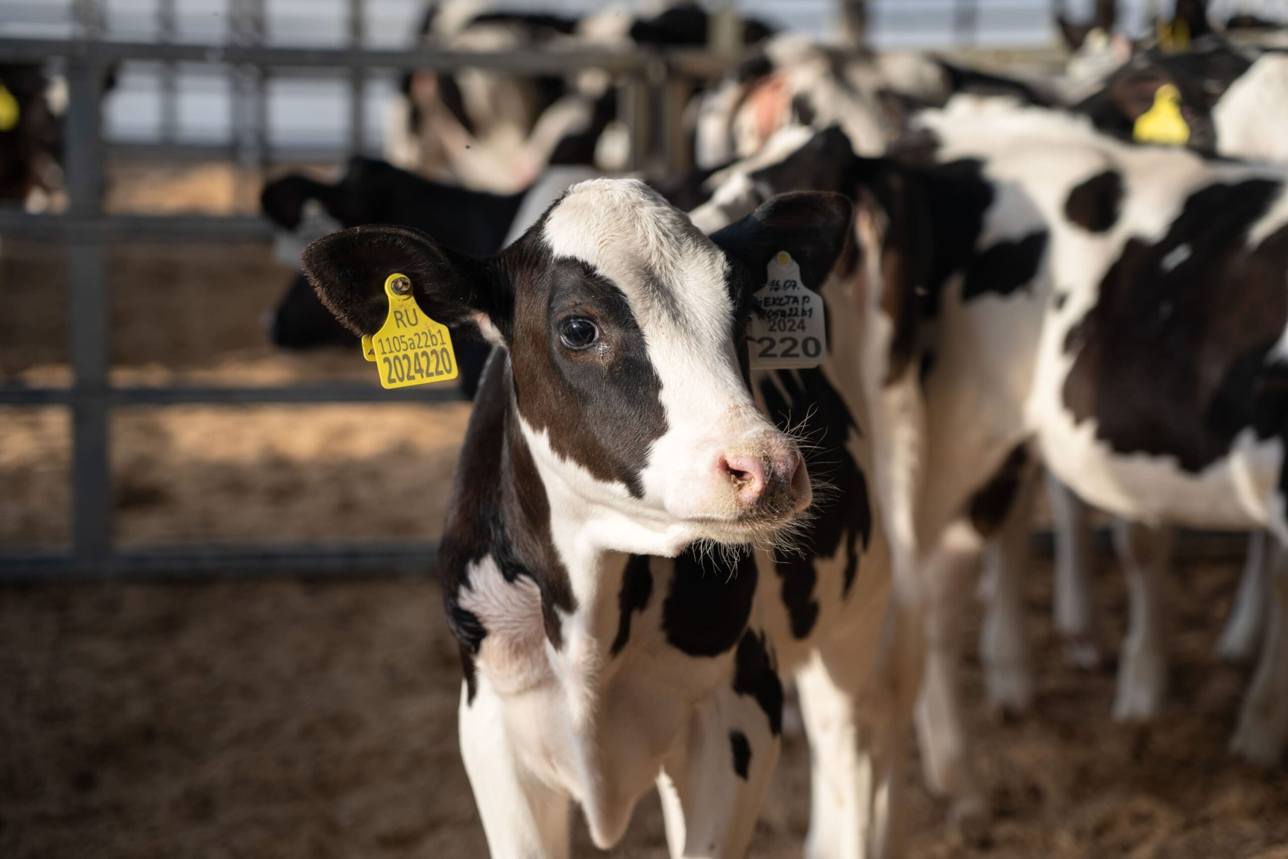 Власти компенсируют до 50% затрат на покупку скота в Новосибирской области