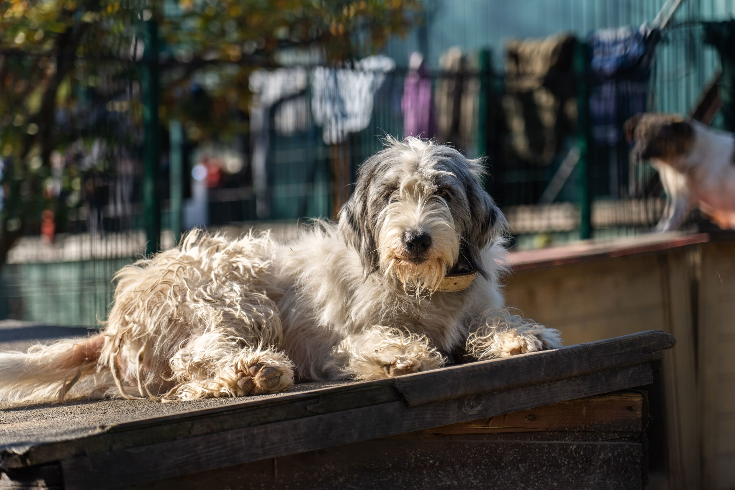 Крупный муниципальный приют для животных построят в Чебоксарах