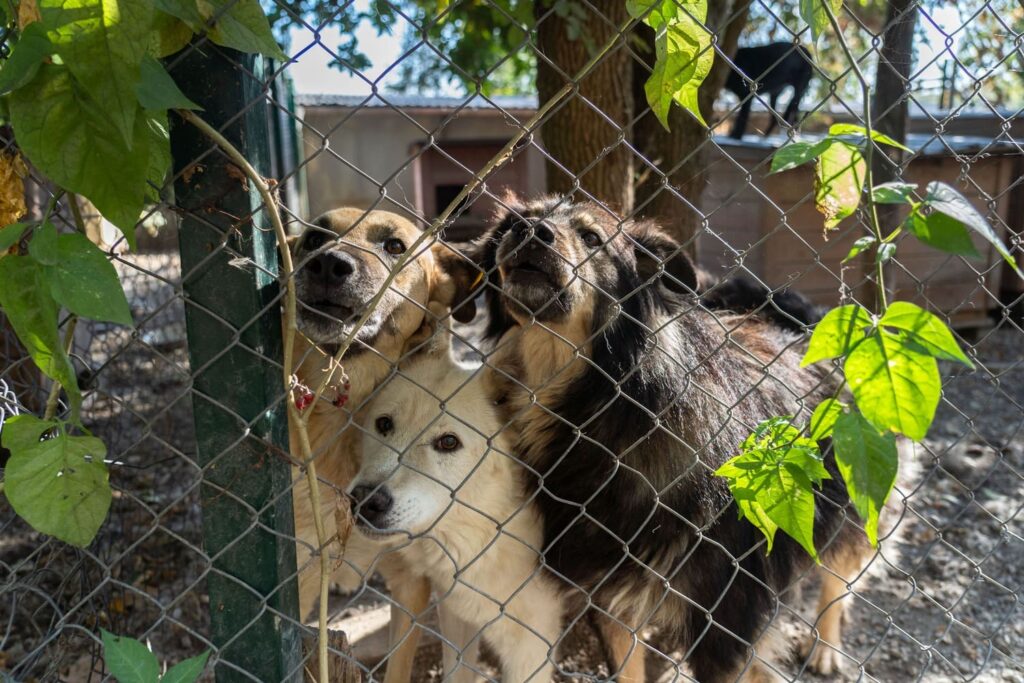 В Санкт-Петербурге утвердили порядок предотвращения вреда от бездомных животных