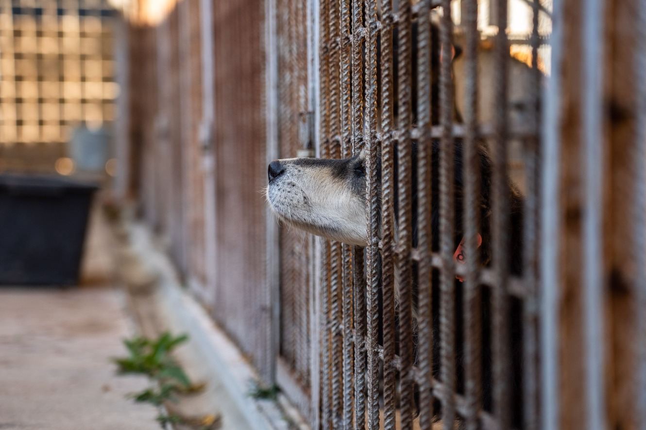 Вера Митина: как увеличить число пристроенных животных из приютов