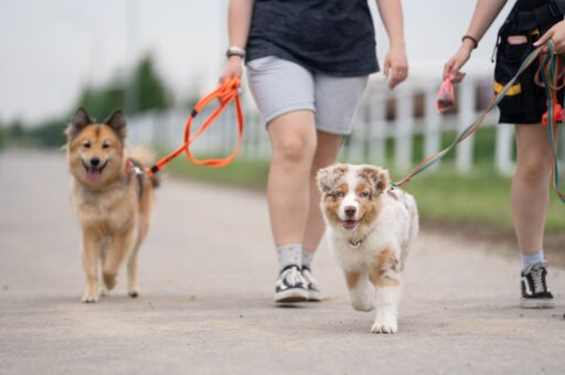 Роскачество: ГОСТ для pet-friendly-отелей не вводит запреты по породам животных