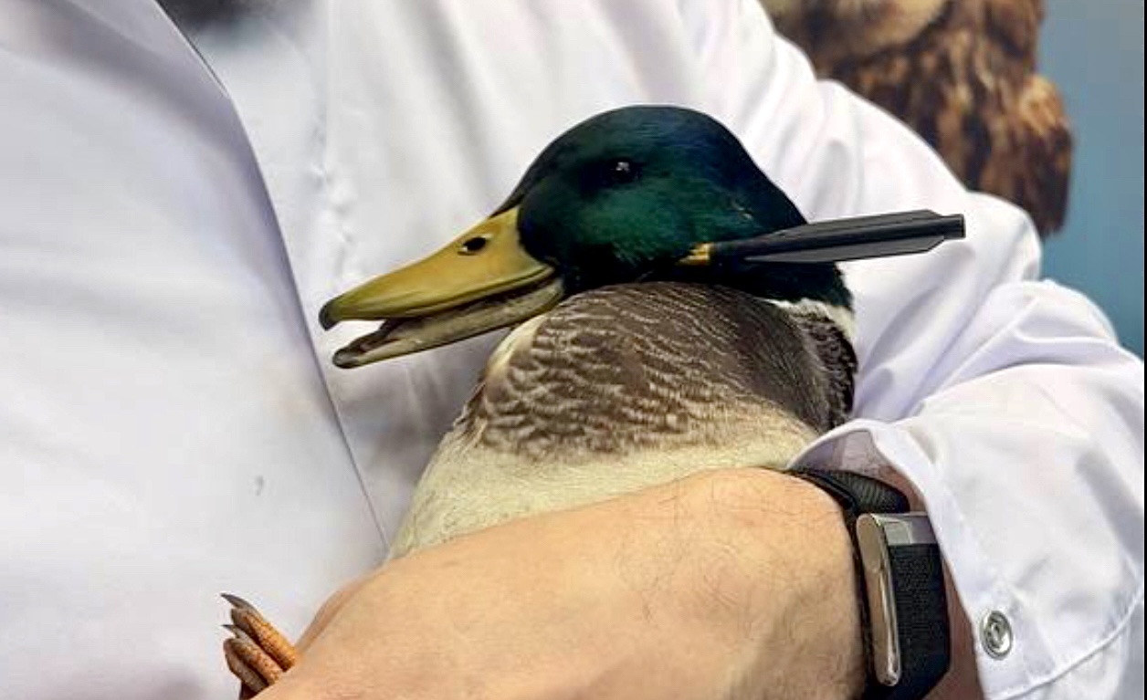 В Подмосковье ветеринары спасли селезня с арбалетной стрелой в голове