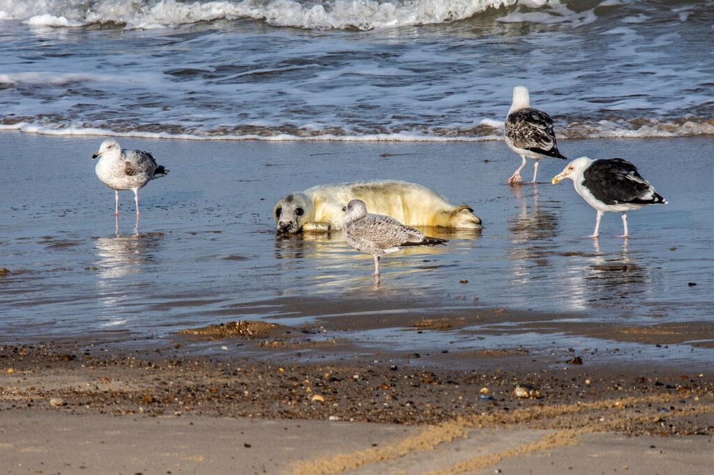 Грипп птиц заподозрили у сотни мертвых тюленей в Австралии