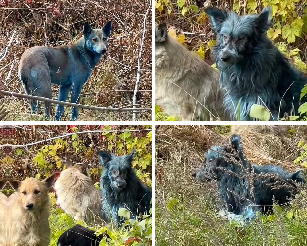 Собак с ярко-синей шерстью заметили возле Чернобыльской АЭС