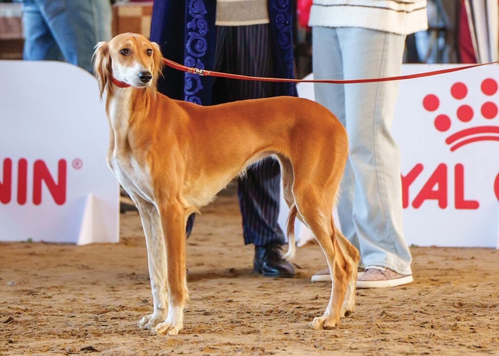 Казахский тазы: древняя борзая с генетикой чемпионов