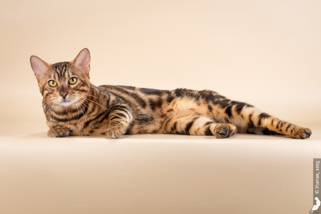 История одного питомника: как любовь и профессионализм становятся залогом здорового выводка