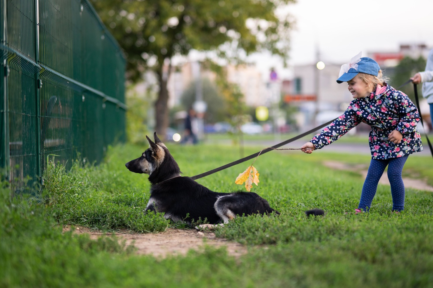 Самовыгул собак запретили в Карачаево-Черкесии