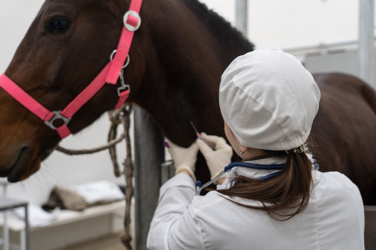 Верховный суд вступился за владелицу ветлечебницы по спору об арендной плате