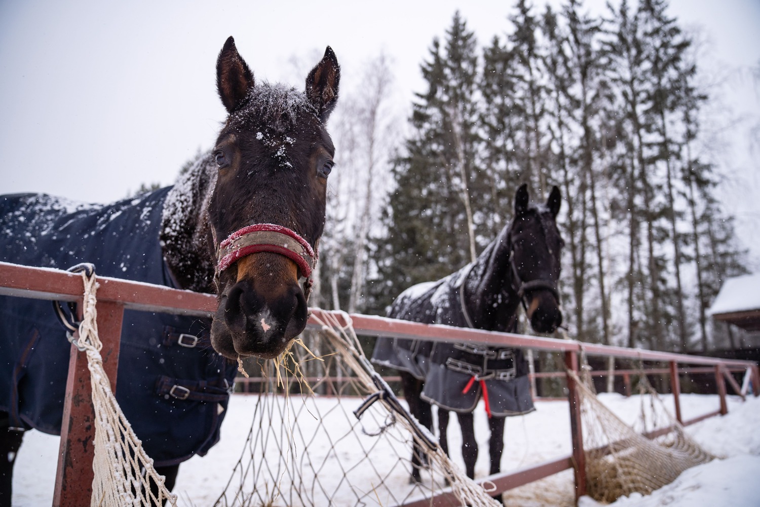 Почему лошади часто страдают от артрита и как защитить их суставы