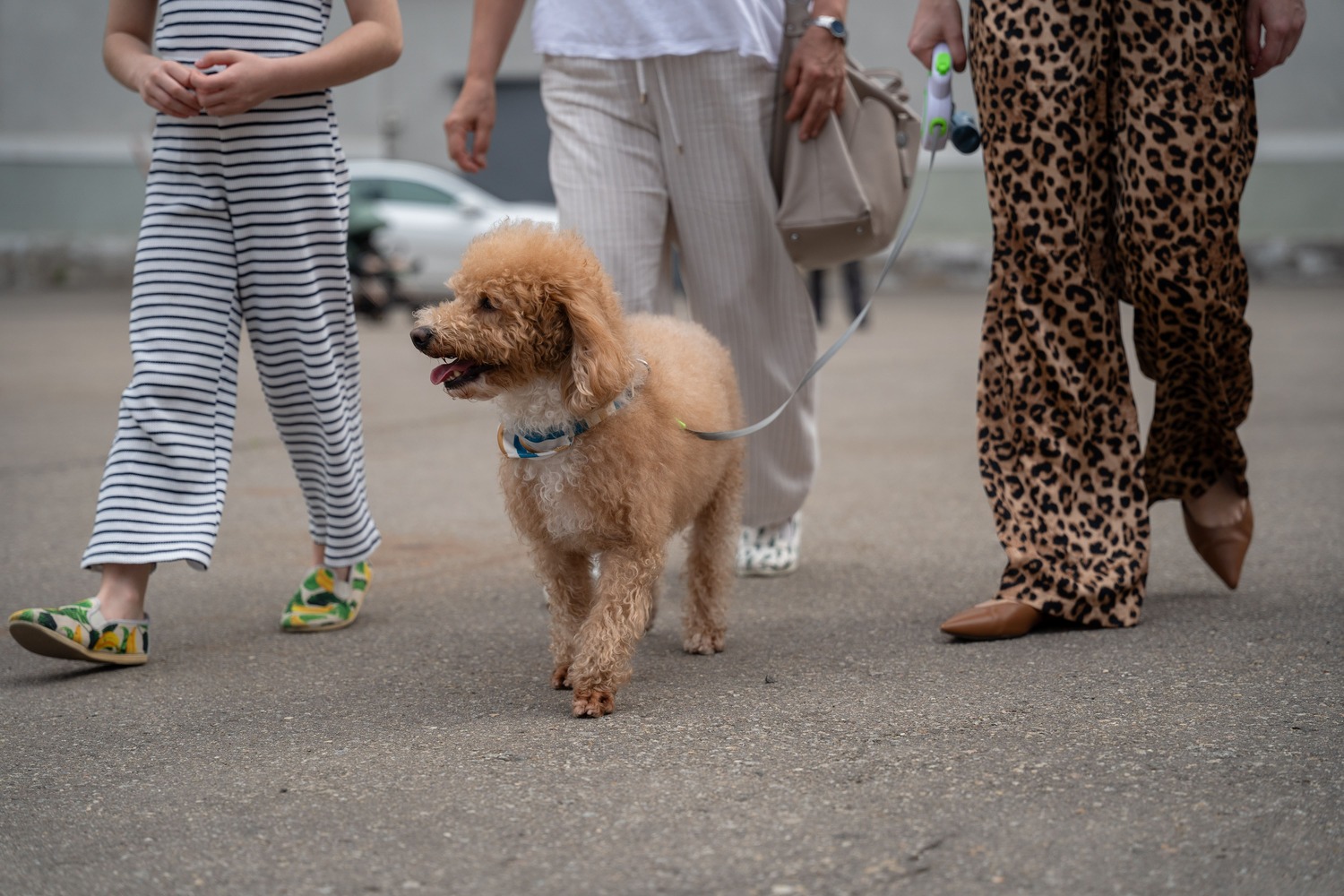Штрафы за нарушение правил выгула собак ввели в Кемеровской области