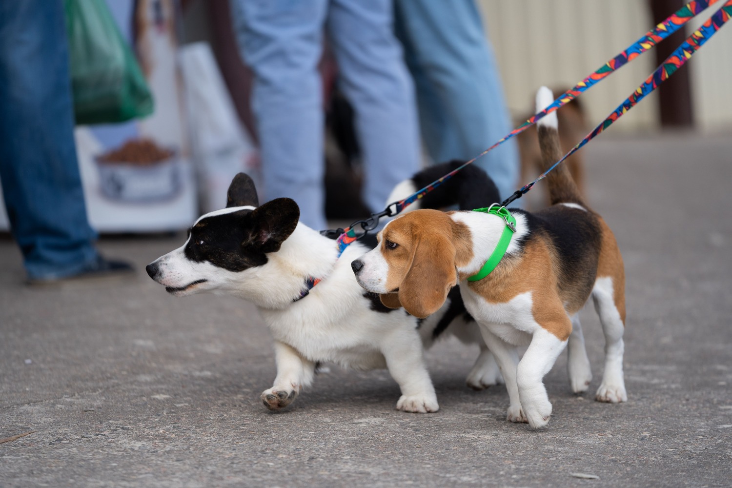 Единый стандарт к pet-friendly музеям разработают в Москве