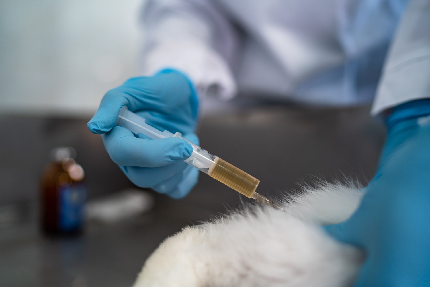 Британия намерена сократить применение антибиотиков при лечении домашних животных на 30%