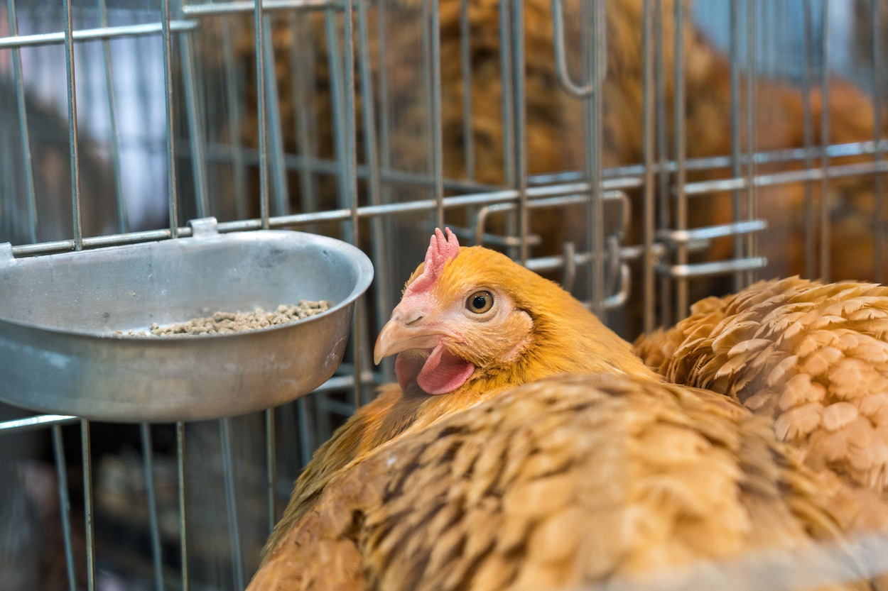 Грипп птиц поражает фермы в Голландии: за неделю — 12 вспышек