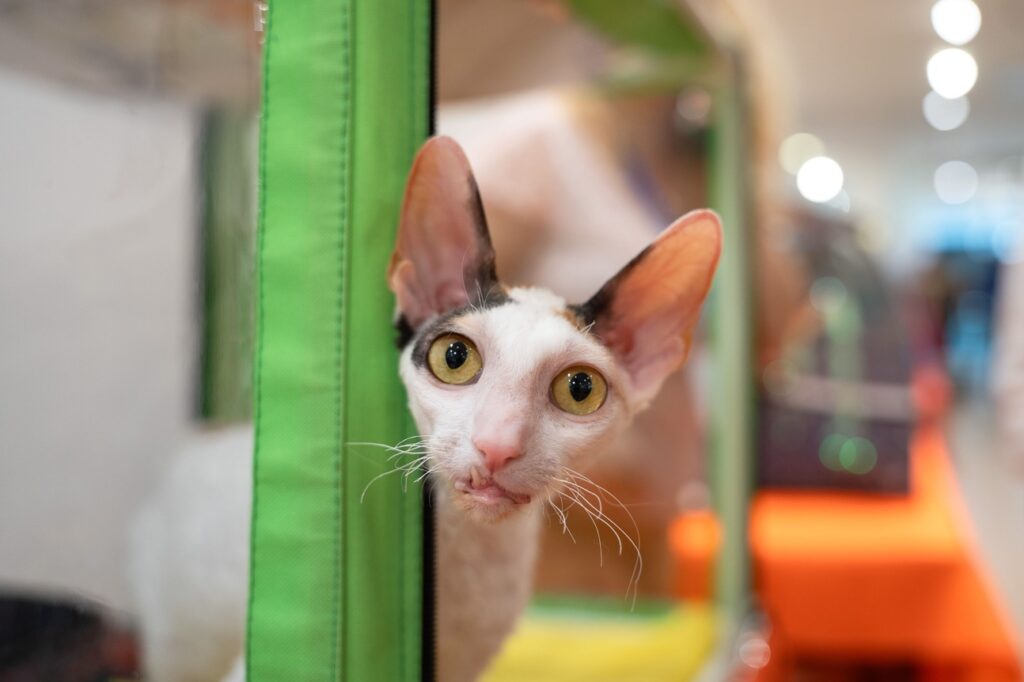 Как предотвратить лимфому у кошек: советы владельцам