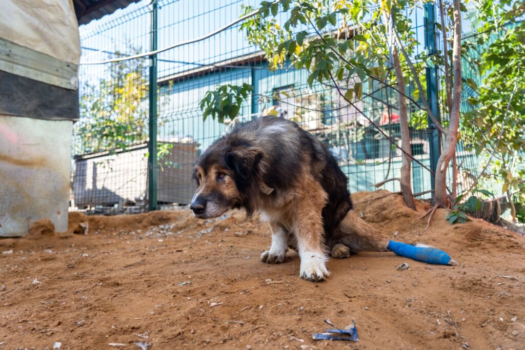 Якутия введет штрафы за кормление бездомных животных