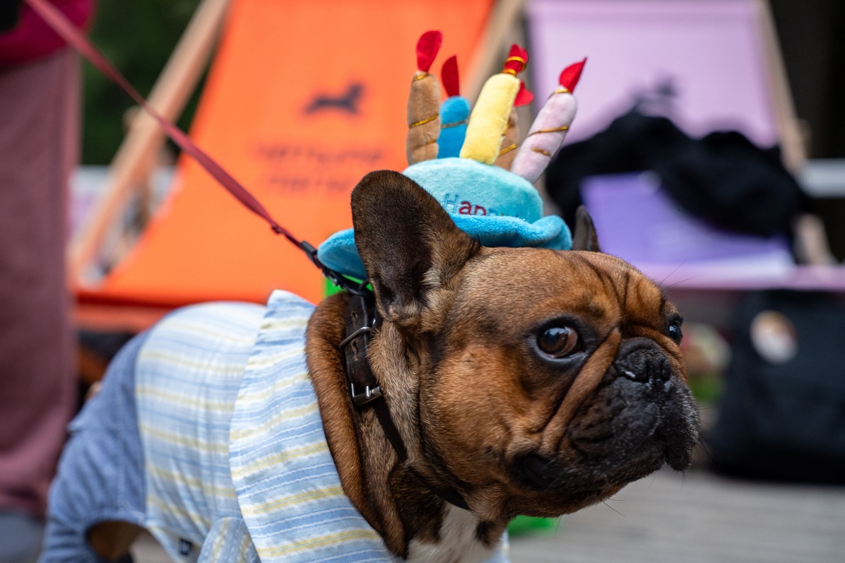 Британцы планируют за 10 лет «избавить» мопсов от плоских морд