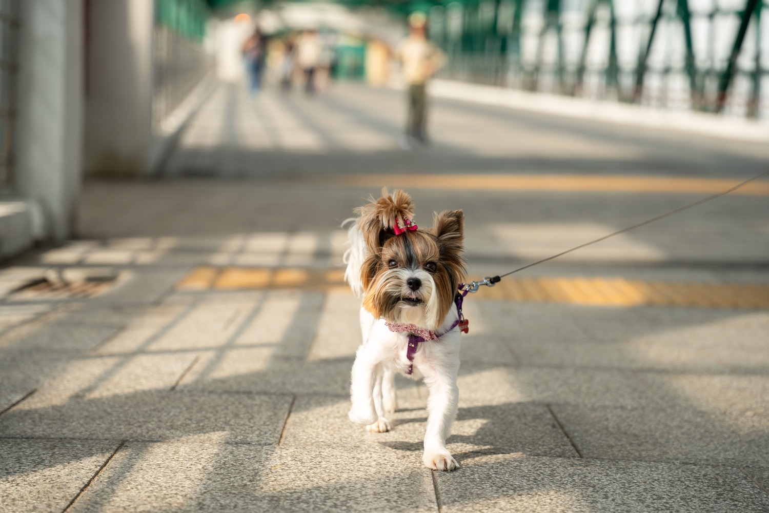 Благотворительный фестиваль в честь Дня домашних животных пройдет в Москве 30 ноября