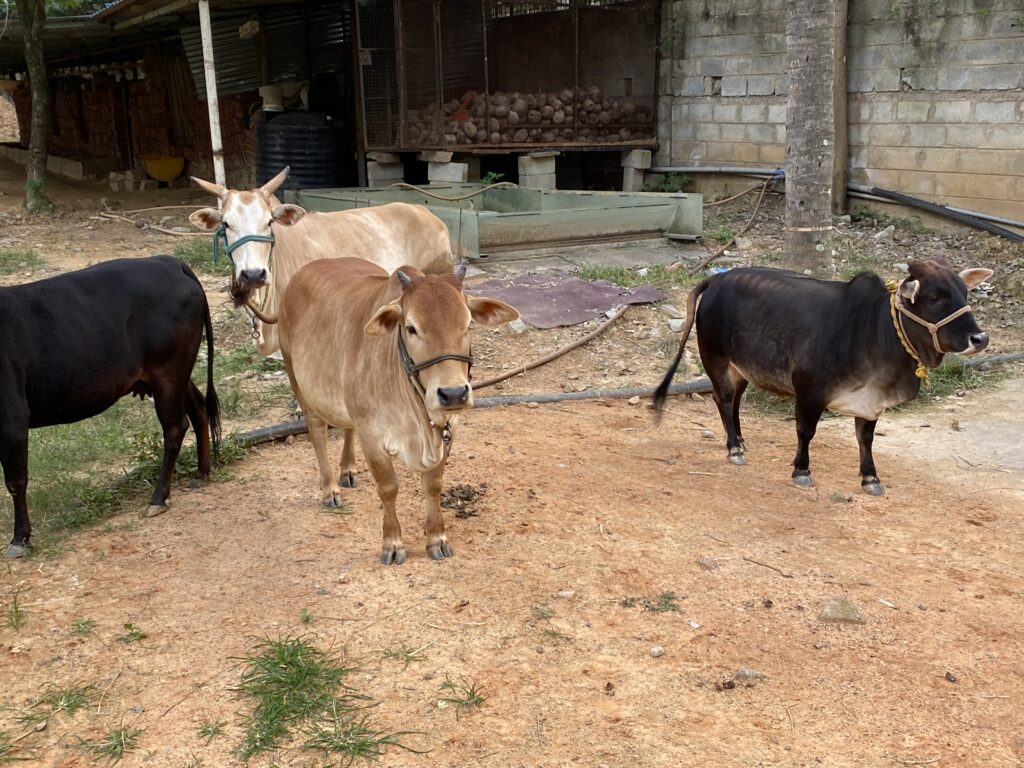 КРС в миниатюре: вся правда о карликовых коровах