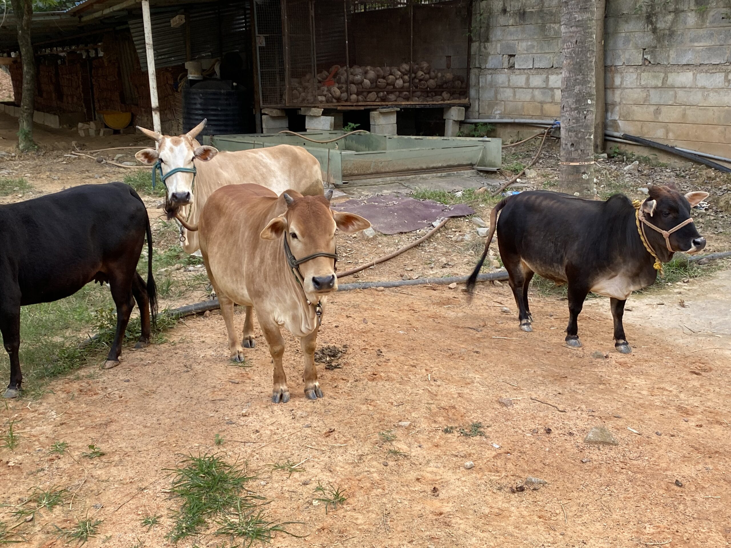 КРС в миниатюре: вся правда о карликовых коровах