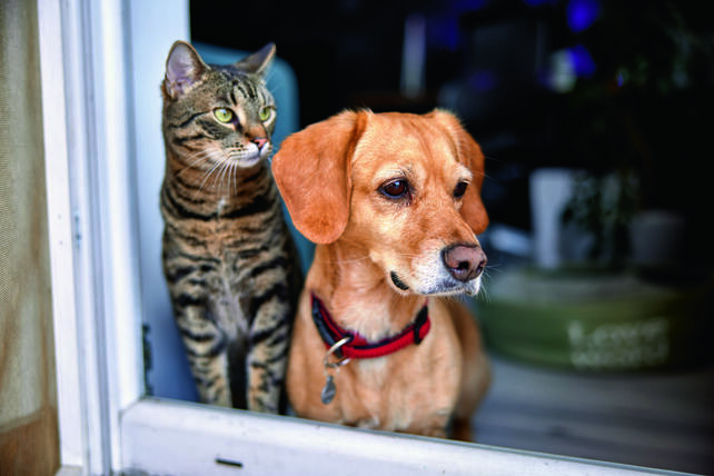 Интервью: 98% бездомных животных когда-то были домашними