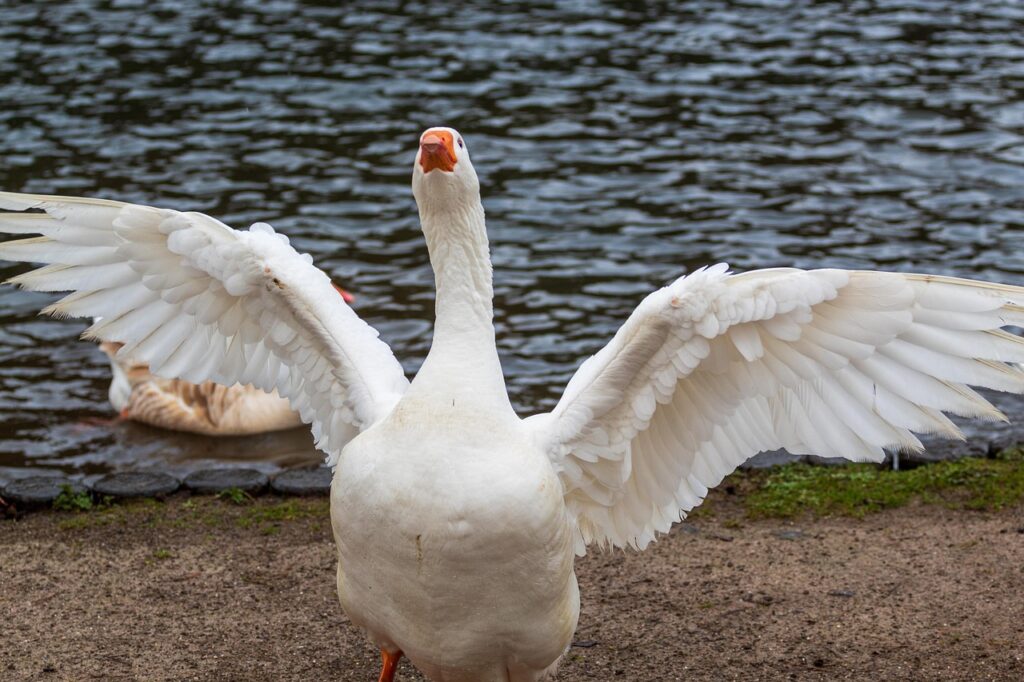Татарскую породу гуся могут создать через 5–6 лет