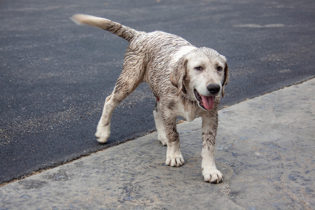 Грязь, снег и реагенты: как уберечь лапы собаки зимой