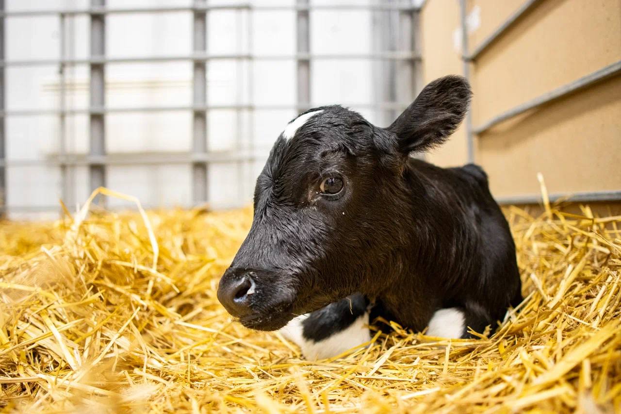 Двух новых клонированных телят получили в «Прогресс Агро»