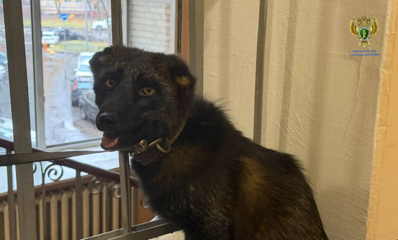 Прокуратура изъяла из квартиры москвича чернобурого лиса Нильса