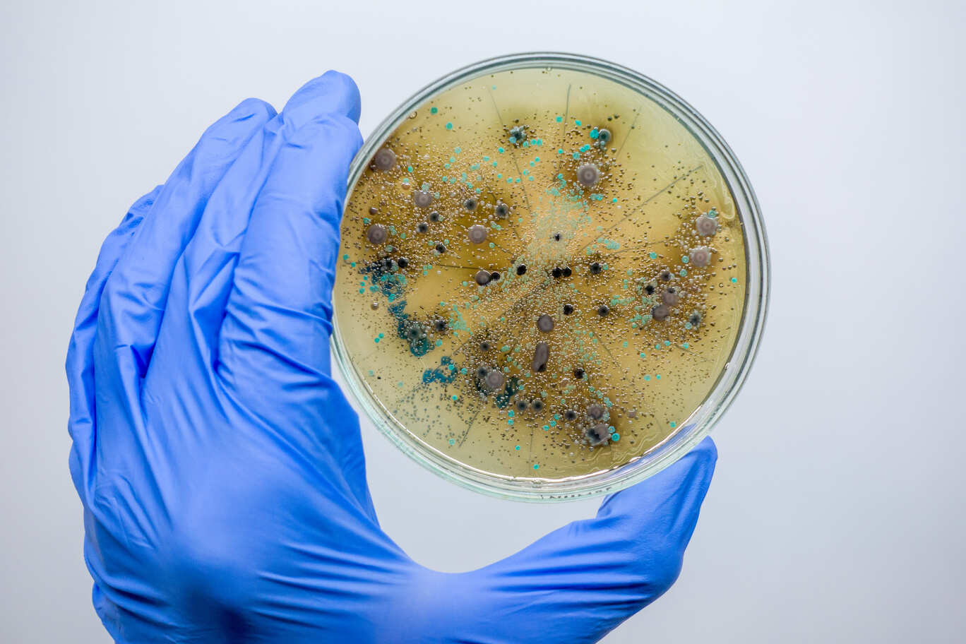 Российские биологи нашли способ тестировать лекарства без животных