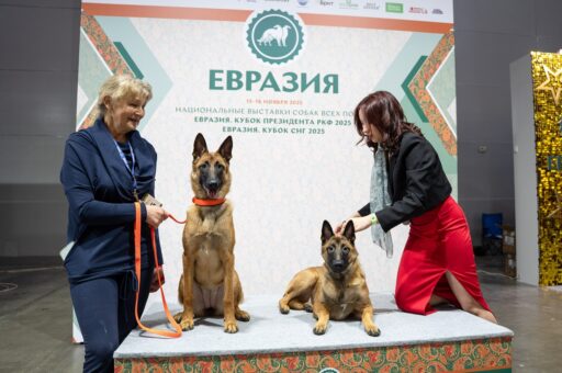 Выставка «Евразия-2025» в «Крокус Экспо» собрала свыше 9 тыс. собак