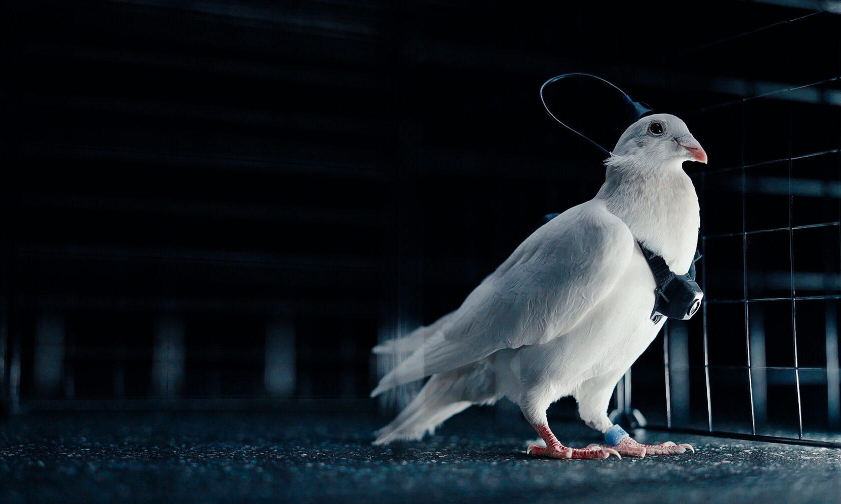 Голубей-биодронов создали в России