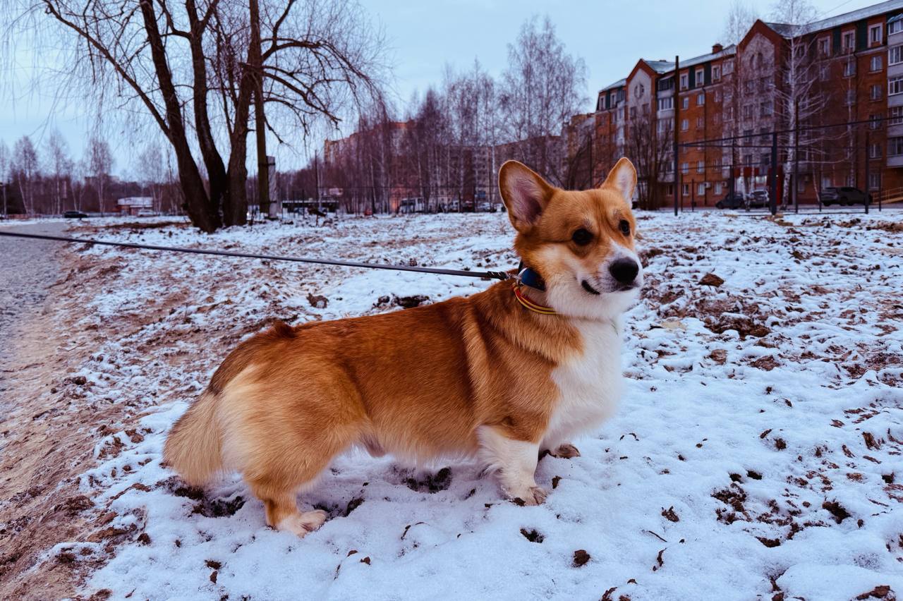 Большой парк для собак готовят к открытию в Тобольске